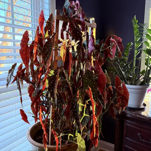 Miniatura 5 de Begonias - Planta de interior, planta de interior de begonias, planta viva de begonias raras de 4 a 6 pulgadas de altura, sin maceta