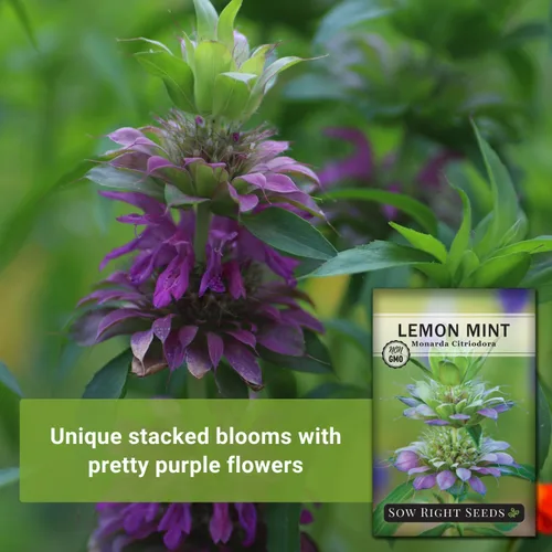 Miniatura 3 de Sow Right Seeds - Semilla de limón y menta para plantar - Heirloom sin OMG con paquete con instrucciones para plantar y cultivar un jardín de té