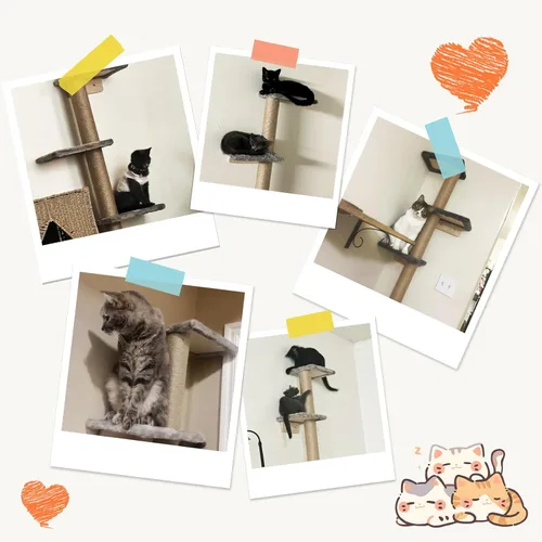 Miniatura 6 de PAWSCRAT Árbol para gatos montado en la pared, torre para gatos de piso a techo de 5 niveles, poste rascador para gatos montado en la pared de 80