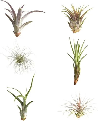 Miniatura 2 de Shop Suculents - Plantas seleccionadas a mano, variedad de especies, plantas de interior tropicales para decoración del hogar y terrarios