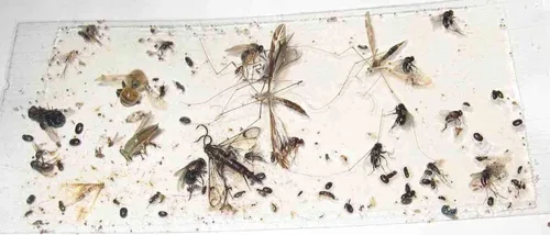 Miniatura 8 de Paquete de 10 trampas adhesivas para grillo, cucaracha/escorpión de camello