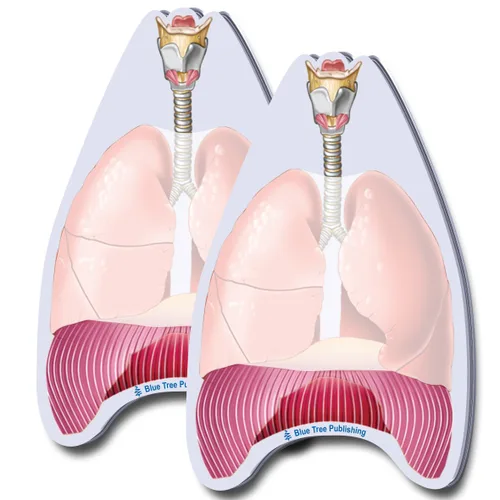 Miniatura 27 de Notas Adhesivas de Anatomía