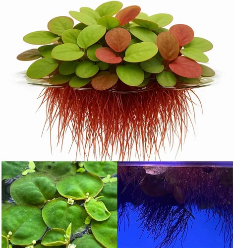 Miniatura 18 de Azolla caroliniana 10 + Plantas Vivas Flotantes Planta de Estanque Mosquito Helecho Agua Terciopelo Hada Musgo Acuario Estanques al aire libre
