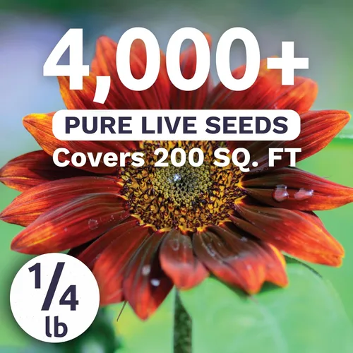 Miniatura 2 de Velvet Queen Sunflower - Bolsa a granel de 1/4 libra - 4,000 semillas de flores para plantar - Helianthus annuus