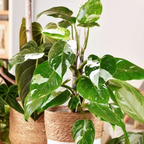 Miniatura 2 de Philodendron Plant Prince of Orange - Planta viva de 3 pulgadas, adornos para plantas de interior, plantas perennes, cultivo de jardín, puede crecer
