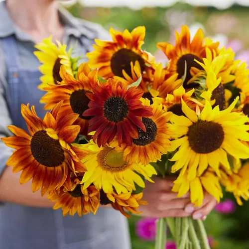 Miniatura 18 de Eden Brothers Semillas de girasol - Autumn Beauty