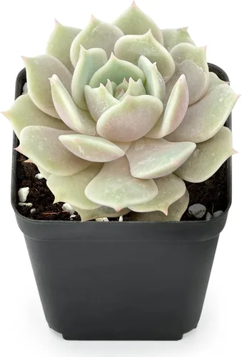 Miniatura 2 de Sprout N Green Echeveria Lola, suculenta viva totalmente enraizada en maceta de 2 pulgadas con tierra, planta de interior y exterior, hogar