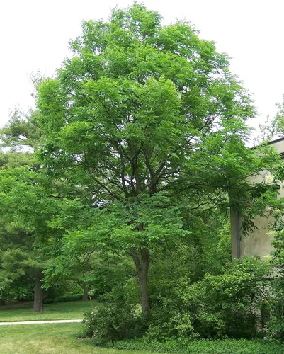 Miniatura 2 de Plántulas de árbol de café de Kentucky Cultiva plantas de árboles vivos (3 árboles) - No hay envío a California
