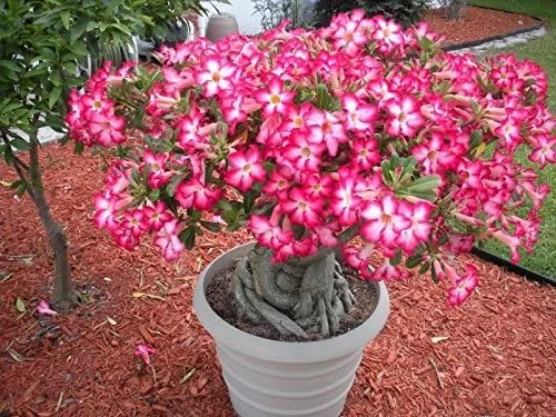 Miniatura 3 de ROSA DEL DESIERTO (ADENIUM OBESUM) COLORES MIXTOS 10 SEMILLAS exóticas suculentas CombSH