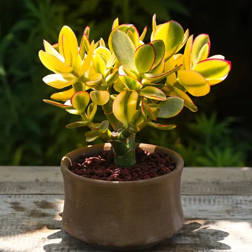 Miniatura 7 de Sprout N Green Golden Jade - Crassula Ovata 'Hummel Sunset', rara planta suculenta linda totalmente enraizada en maceta de 2 pulgadas con tierra