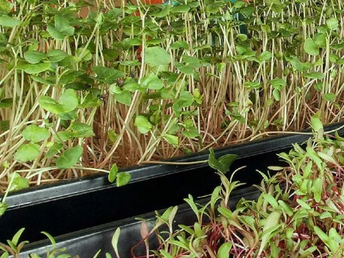 Miniatura 5 de Semilla de cilantro, semillas de germinación, microverde, brotes, 16 onzas, sin OMG – Marca Country Creek Acres – Alta germinación de brotes