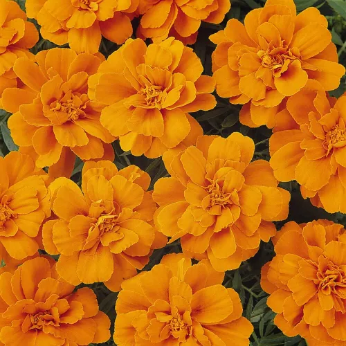 Miniatura 7 de Outsidepride 500 semillas anuales Tagetes Patula Caléndula Francesa Tangerine Garden Flower Seeds para plantar Mandarina Francesa