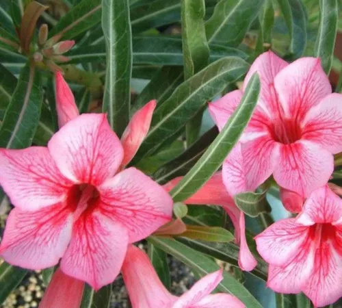 Miniatura 2 de Pink Desert Rose - Planta viva – Suculenta floreciente vibrante – Planta de rosa del desierto viva – Planta de interior de 4 a 6 pulgadas de alto
