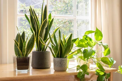 Miniatura 10 de Planta de serpiente viva, Sansevieria trifasciata Laurentii, Planta de interior completamente arraigada en maceta, Planta de sansevieria lengua