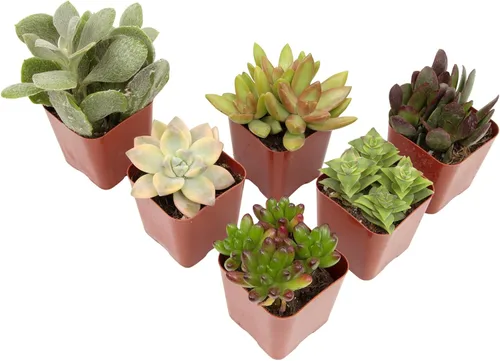 Plantas suculentas vivas (paquete de 6) plantas suculentas en maceta, plantas vivas de interior, plantas de interior vivas, plantas de interior