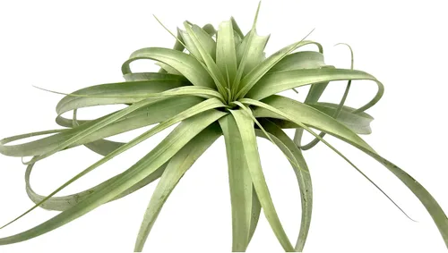ragnaroc Plantas de aire – Tillandsia Xerographica, gigante de 9-14 pulgadas – 1 unidad – Llegada viva garantizada – Plantas de interior para