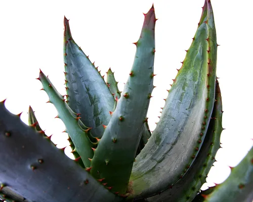 Miniatura 3 de Cactus Outlet Planta de aloe vera – Planta viva de interior y exterior – Planta de casa de aloe – Aloe Ferox – Planta viva lista para paisaje