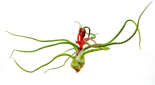 Miniatura 3 de ragnaroc Air Plants - Floración Tillandsia Bulbosa Belice, gigante de 7-9 pulgadas, 1 unidad, llegada en vivo garantizada, plantas