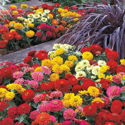 Miniatura 3 de Más de 1200 semillas de zinnia de mezcla loca para plantar, tolerantes al calor y la sequía, semillas de Zinnia Elegans Lilliput, mezcla de flores