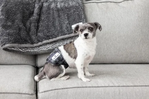 Miniatura 9 de Pet Parents® Bandas para el vientre lavables para perros machos (paquete de 3) + Extendrs® de pañales duraderos para perros machos, pañales