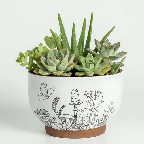 Macetas suculentas de terracota, maceta de 6 pulgadas para plantas con orificio de drenaje, maceta de cerámica con patrón de hongos, macetas
