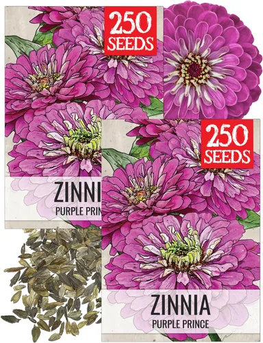 Miniatura 44 de Seed Needs California Giants - Semillas de zinnia – 250 semillas tradicionales para plantar Zinnia elegans – Cultiva flores anuales polinizadas
