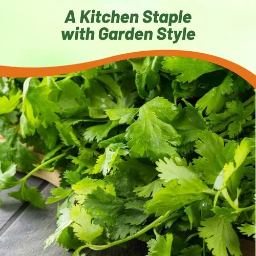 Miniatura 7 de Outsidepride Semillas anuales de jardín de hierbas de cilantro cilantro para microverdes, brotes y cocina de 1 oz