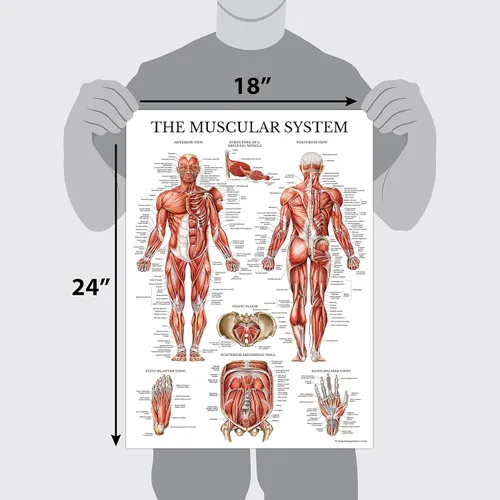 Miniatura 2 de Palace Learning Paquete de 2 pósteres anatómicos del sistema muscular + tabla de anatomía del sistema linfático