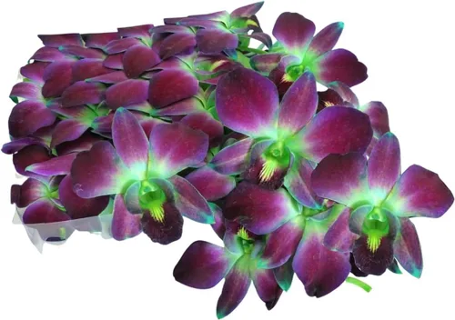 Miniatura 10 de Miami Fresh Orchid Flower OrchidClub USA Sunne Tropical Loose Bloom Head DIY Lei Food Drink Decor GREEN (50 VERDE SAN PATRICK)