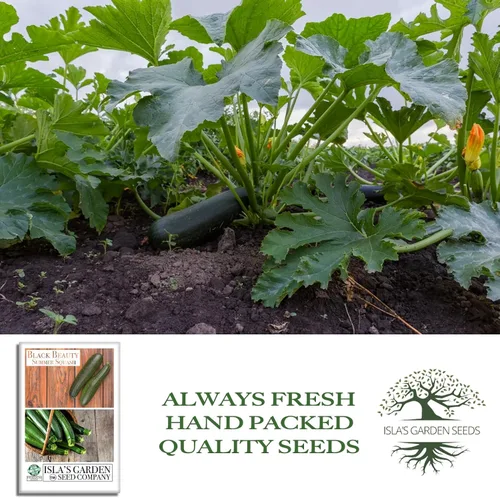 Miniatura 4 de Isla's Garden Seeds - Semillas de calabaza verde de verano Black Beauty para plantar - Más de 25 semillas tradicionales por paquete, sin OMG, nombre