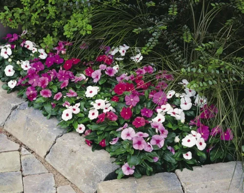 Miniatura 3 de Semillas Bígaro Madagascar Mix - Vinca - Flores perennes para plantar - Sin OMG