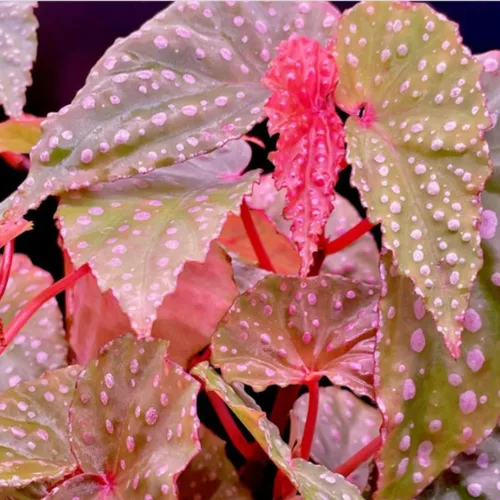 Miniatura 6 de Begonia - Planta viva para exteriores, puede crecer como begonia llorona, planta de floración de rápido crecimiento y fácil cuidado