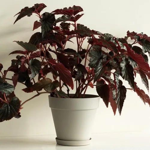 Juego de 2 plantas vivas de begonia, plantas raras de begonia para colgar, canasta colgante ornamental de 5"-9" de alto (Ala de Ángel Negro)