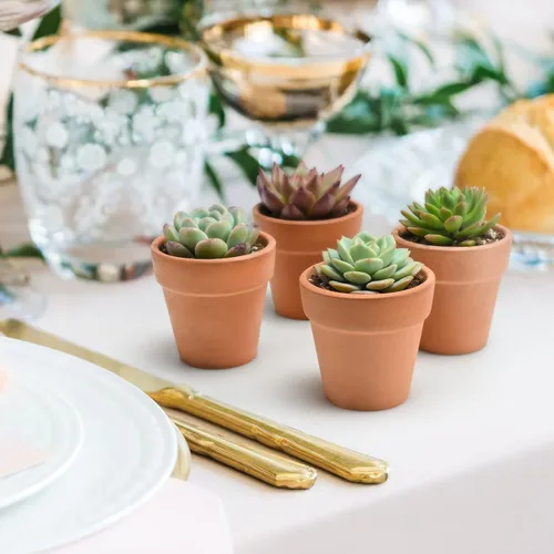 Miniatura 3 de Plantas suculentas (paquete de 12), suculentas vivas totalmente enraizadas en macetas de 2 pulgadas con tierra, plantas de casa únicas en maceta