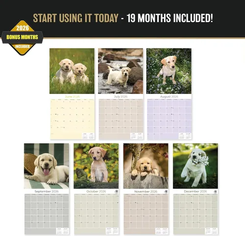 Miniatura 3 de Calendario amarillo 2025 2026 de Labrador Pups – Calendario mensual de pared de raza de perro – 12" x 24" abierto – Papel grueso anti-traspaso