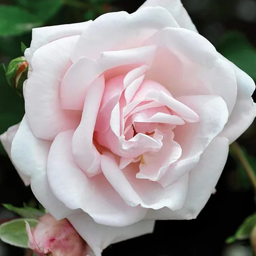 Miniatura 12 de Rosas trepadoras de reliquia, planta de raíz propia viva para jardín al aire libre, Aloha, muy fragantes, zonas de rusticidad 5 a 10, floración