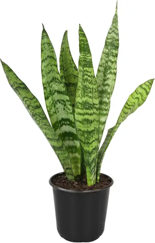 Miniatura 12 de Planta de serpiente viva, Sansevieria Zeylanica, planta de interior en maceta, planta de lengua de suegra Sansevieria viva, planta suculenta en Olla