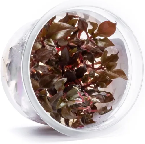 Miniatura 50 de Planta viva SubstrateSource - Hierba enana Eleocharis Belem cultivada en tejidos acuáticos para acuario - 100% libre de caracoles en copa in vitro