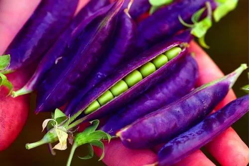 Miniatura 3 de Semillas de huerto para plantar - Cultivar verduras tradicionales (tomate bistec)