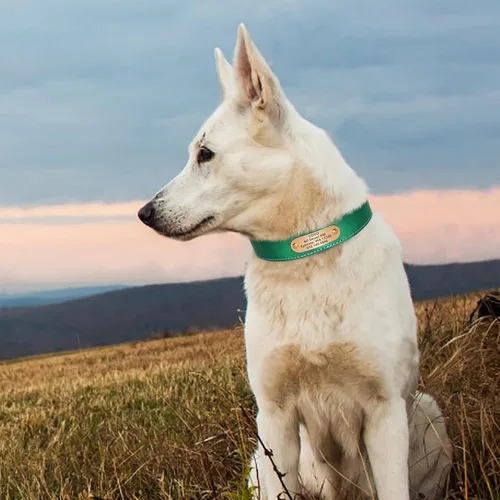 Miniatura 7 de Didog Collares de perro de cuero genuino con placa de identificación grabada, collar de perro de cuero suave personalizado con etiqueta de Verde