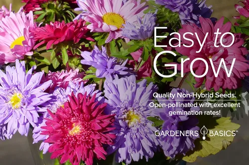 Miniatura 3 de Gardeners Basics Aster Powderpuff Mix Semillas de flores