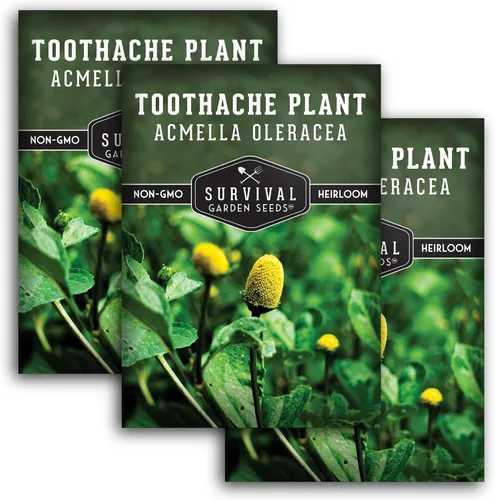 Miniatura 11 de Acmella Oleracea Spilanthes - Semillas de plantas para el dolor de muelas para plantar, botón de zumbido, hierba medicinal eléctrica y flor