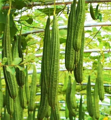 Miniatura 2 de Más de 30 semillas de calabaza de Luffa para plantar calabazas de esponja de lufa, sin OMG, reliquia trepadora, vegetales, vegetales cultivados