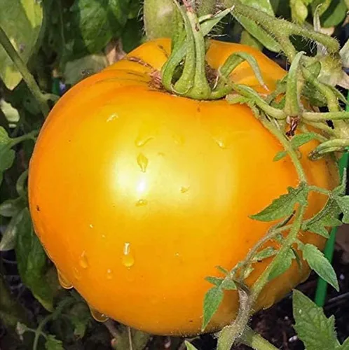 Miniatura 3 de 250 semillas de tomate Golden Jubilee Heirloom – Sin OMG – Semillas siempre frescas – Semillas de siembra para huerto doméstico