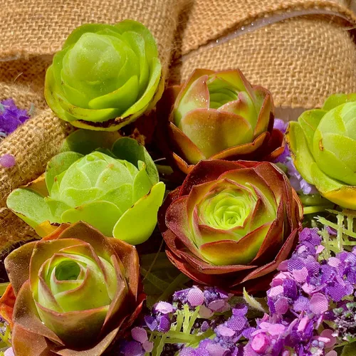 Miniatura 5 de Succulent Plants Live– Easy Care Bare Root Succulents for Indoor Outdoor Decor, Mini Live Plants for Home, Garden, Office, & Gift Ideas