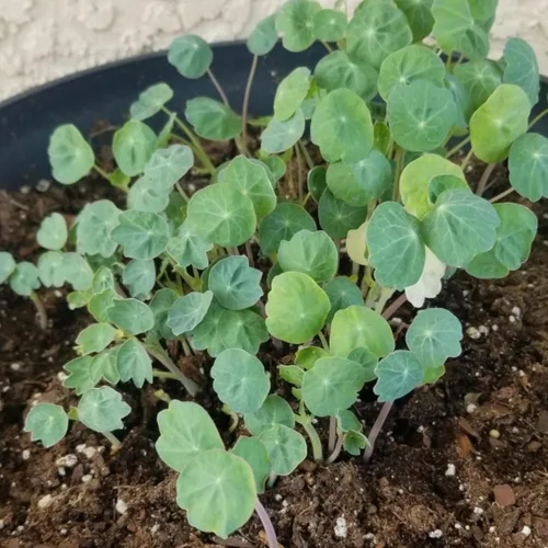 Miniatura 9 de Seed Needs - Semillas de Capuchina para Plantar Flores Comestibles - Juego de Colección de Mezcla Joya y Capuchinas de Doble Brillo para Atraer
