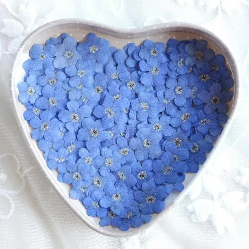 Miniatura 7 de Myosostis Sylvatica - 20 flores secas prensadas para resina, vela, resina epoxi, fabricación de jabón, álbumes de recortes, manualidades de Azul