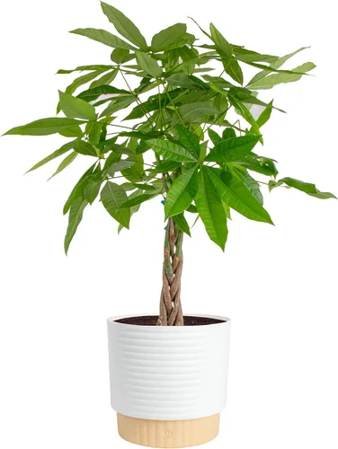 Miniatura 9 de Costa Farms Árbol del Dinero Planta Viva en Maceta Decorativa, Purificadora de Aire para Interiores, Perfecta para Decoración de Hogar, Habitación u