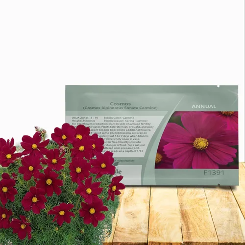 Outsidepride Sonata Carmine Cosmos Bipinnatus Seeds – 50 piezas anuales, fáciles de cultivar y tolerantes a la sequía, semillas de flores para