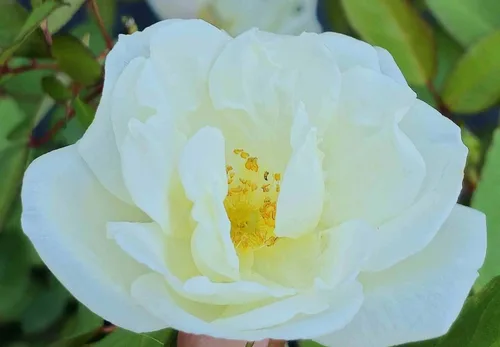 Miniatura 3 de Rosa Ducher Antigua Raíz Propia Heirloom Jardín Antiguo Rosal Planta Viva, Flor Doble Blanca, Fragante, 4 pulgadas, Tamaño Inicial Maceta